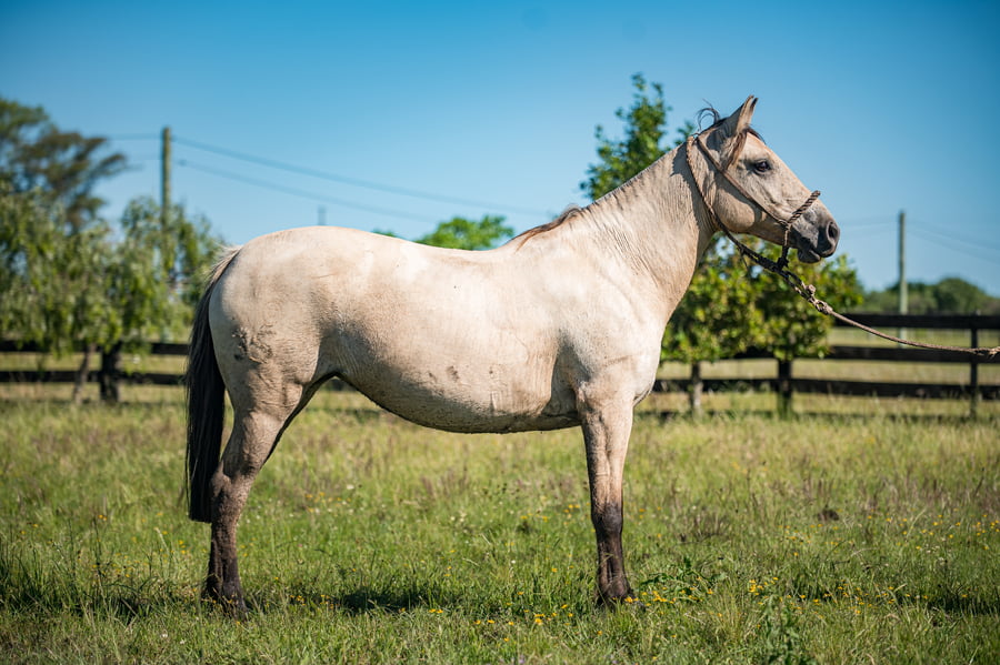 Lote Espuela Del Local