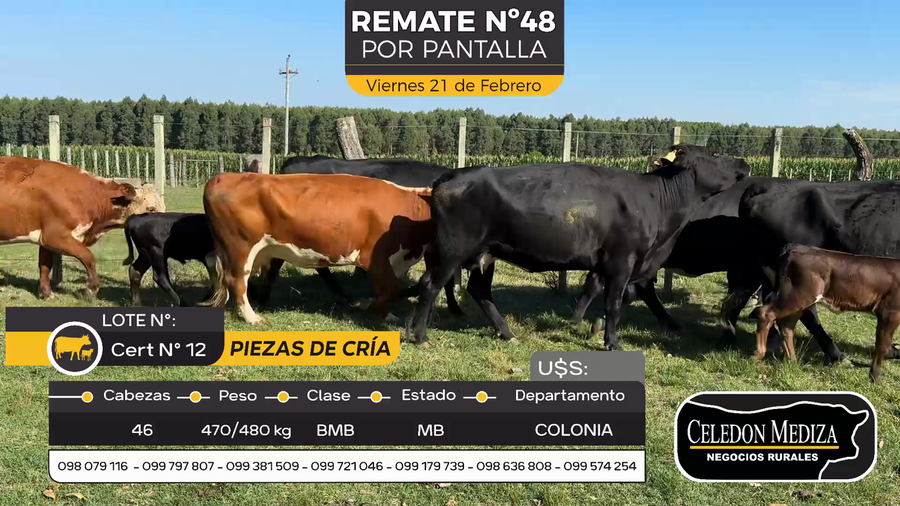 Lote 46 Piezas de cría en Otra Localidad, Colonia