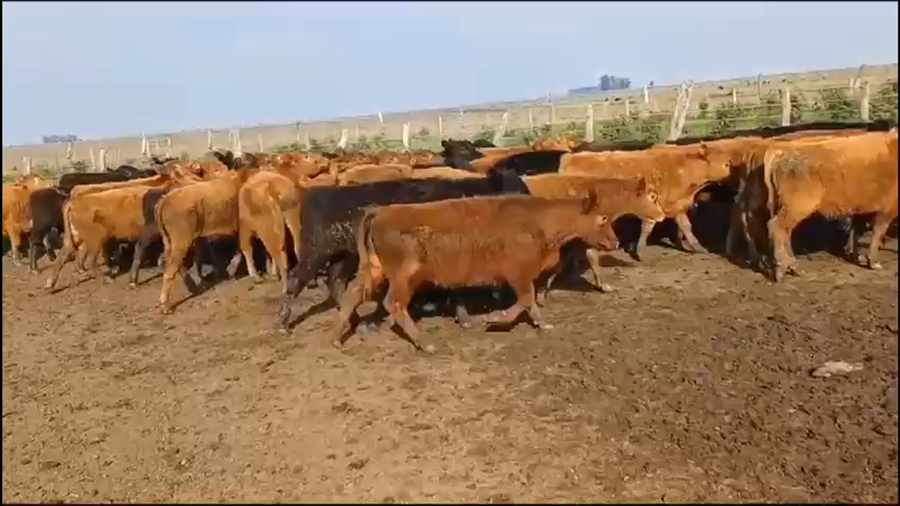 Lote 75 Terneros en San Salvador, Entre Ríos