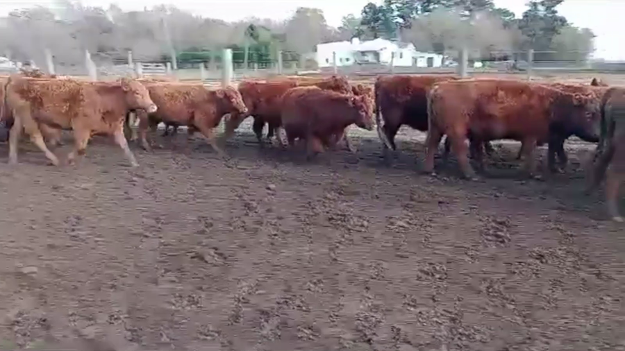 Lote 40 VAQUILLONAS PREÑADAS, 25 DE MAYO, BS. AS.