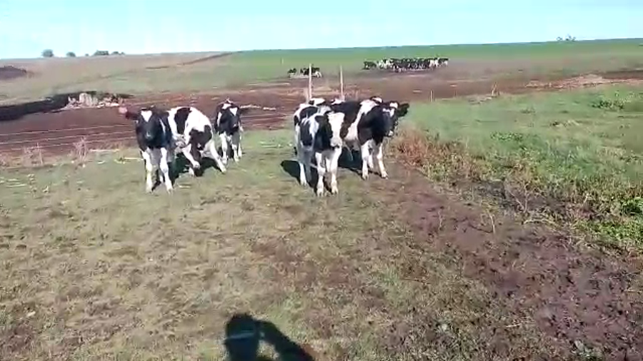 Lote terneros holando 7