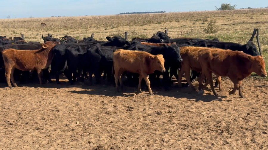 Lote 66 Novillitos en Corrientes, Goya