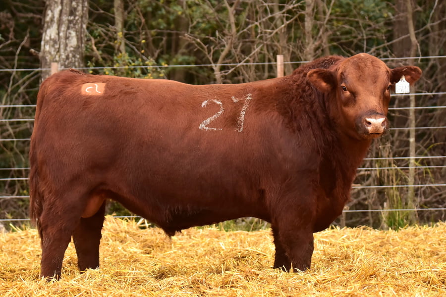 Lote TOROS ANGUS PC