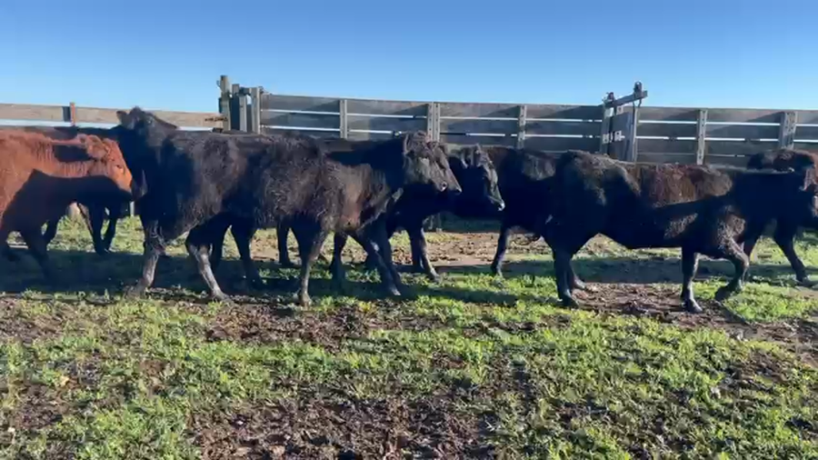 Lote 81 Vaquillonas en Buenos Aires, Tres Arroyos