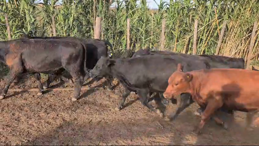 Lote 100 Novillitos y vaquillonas