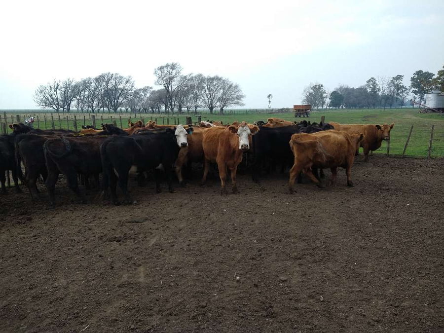 Lote 32 Vacas en Gral. Lamadrid, Buenos Aires