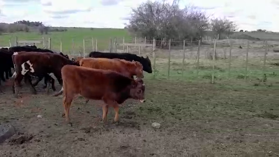 Lote (Vendido)18 Terneros HEREFORD/ ANGUS a remate en PANTALLA FEDERICO GARLAND 215kg -  en COLONIA LARRAÑAGA