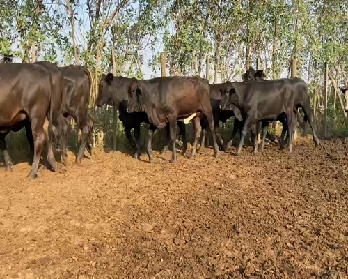 Lote 100 Vaquillonas en Pirané, Formosa