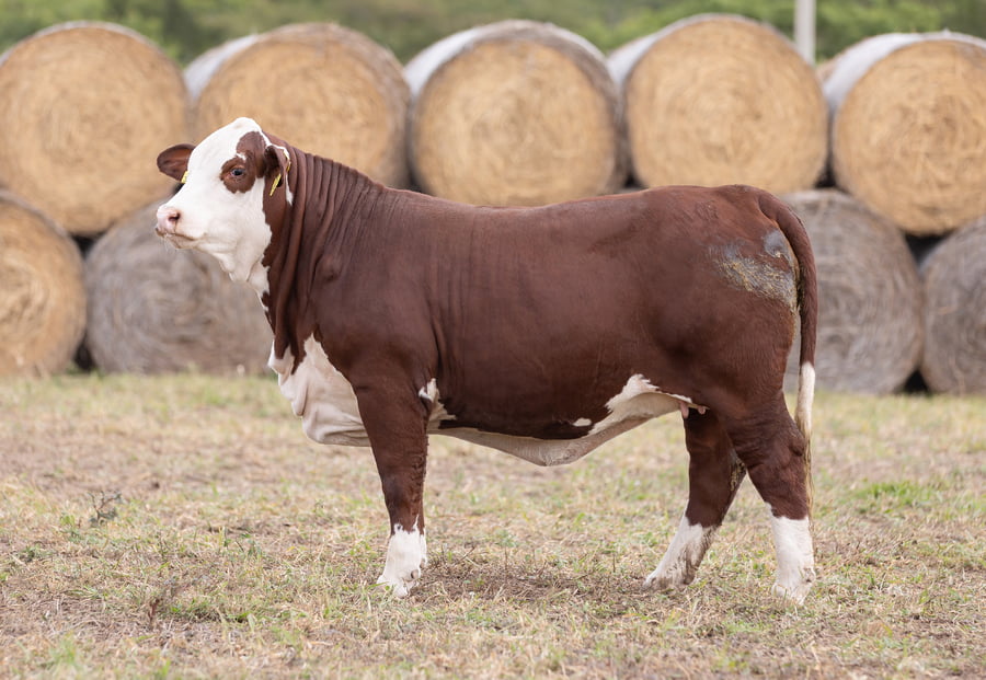 Lote LOTE 33