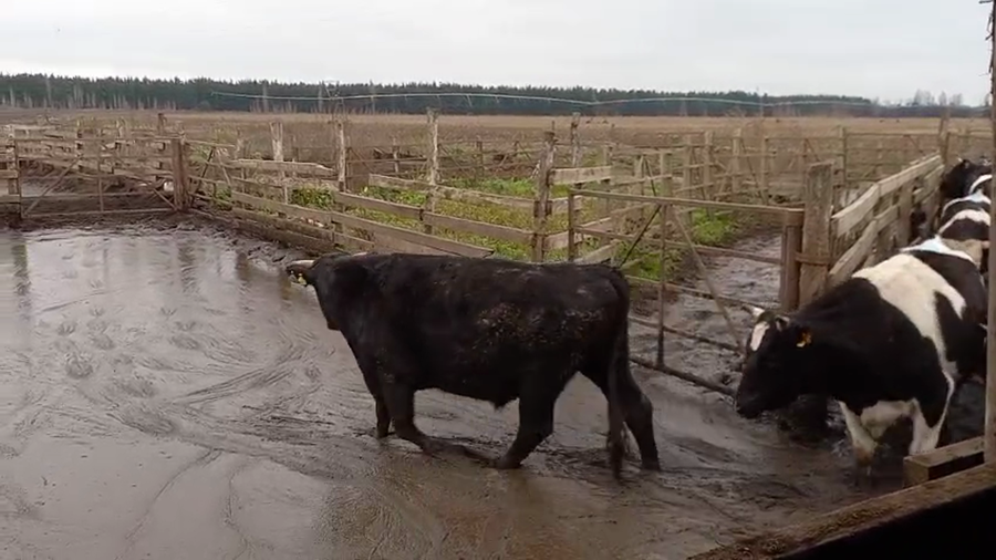 Lote 42 Novillo Gordo en Cabrero, VIII Región Biobío