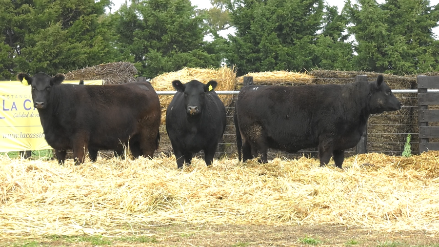 Lote VAQUILLONAS A. ANGUS PC PREÑADAS