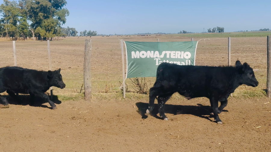 Lote 75 Terneros en Buenos Aires, 9 de Julio