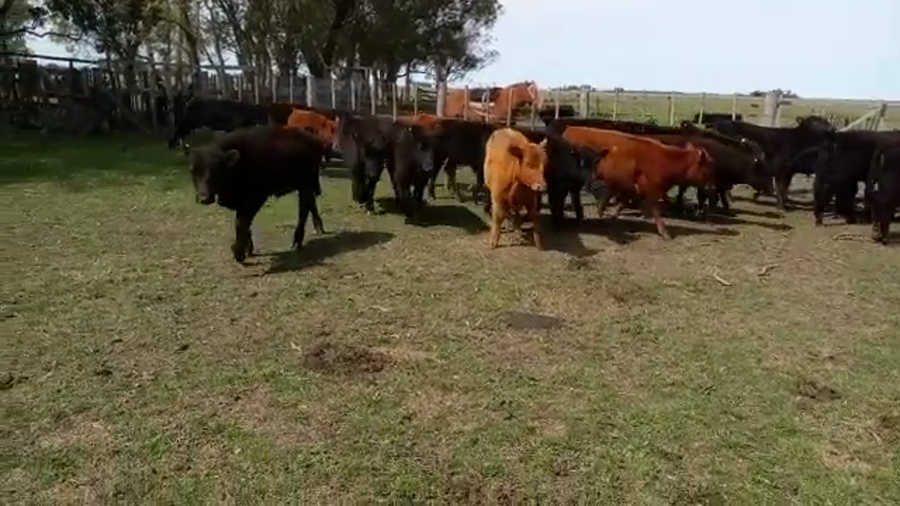 Lote 36 Terneros/as en Las Flores, Buenos Aires