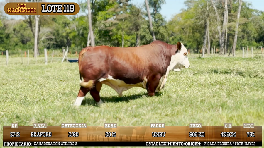Lote LOTE 118 - VIVO