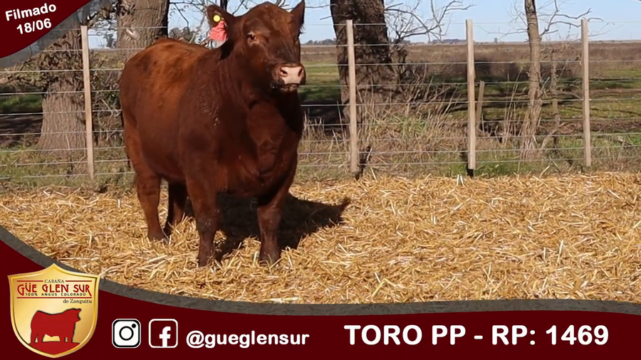 Lote Toro PP