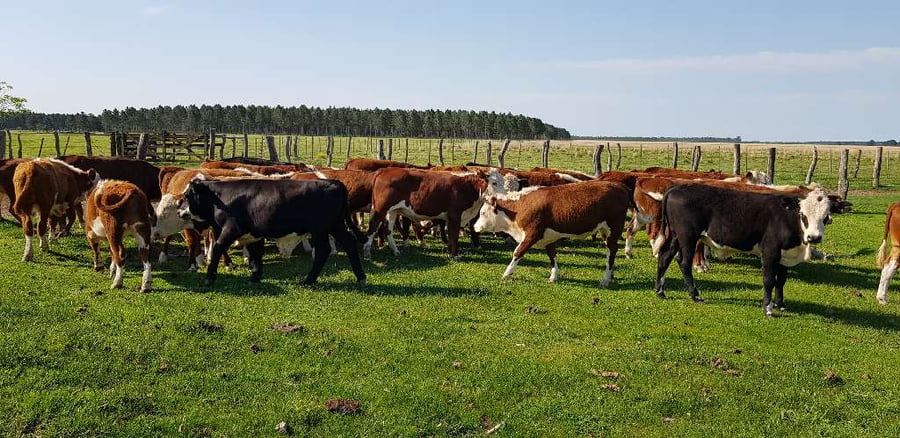 Lote 40 Novillitos en Esquina, Corrientes