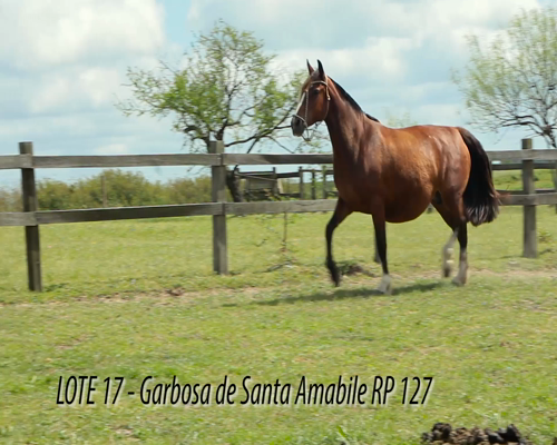 Lote GARBOSA DA SANTA AMABILE
