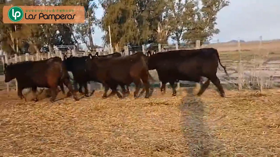 Lote Vaquillonas PC "Los Pamperos"  de Estab. Agrop. Los Pamperos S.A.