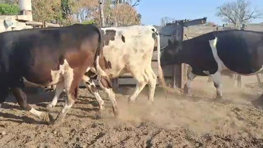 Lote Cristian Perren