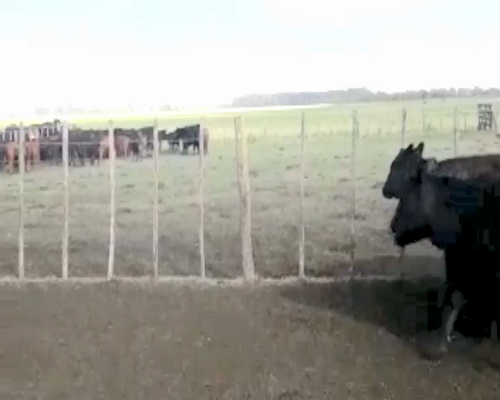 Lote 60 Terneros/as en Bolívar, Buenos Aires