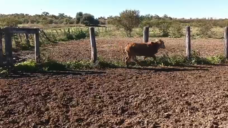 Lote 124 Terneros/as en Chaco, Machagai