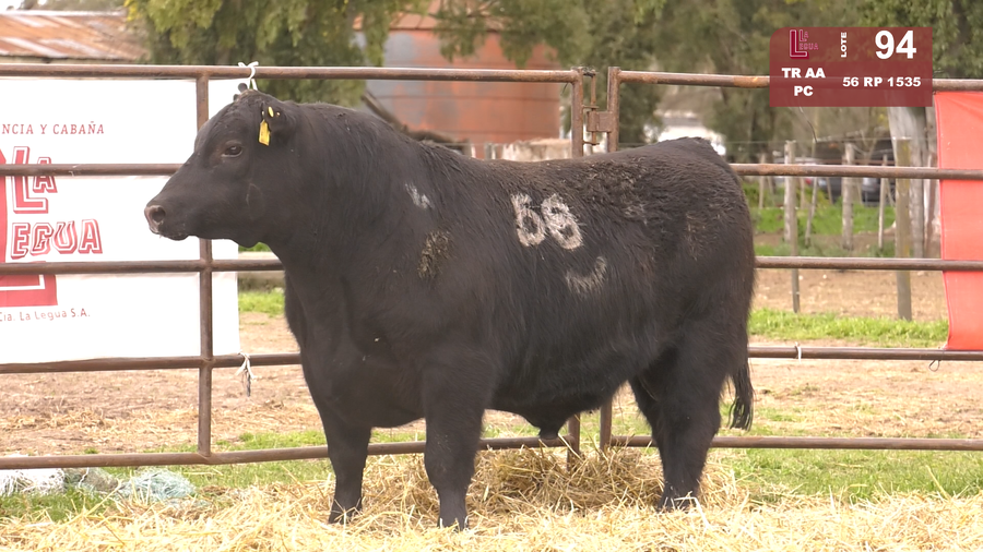 Lote TOROS ANGUS NEGROS  PC
