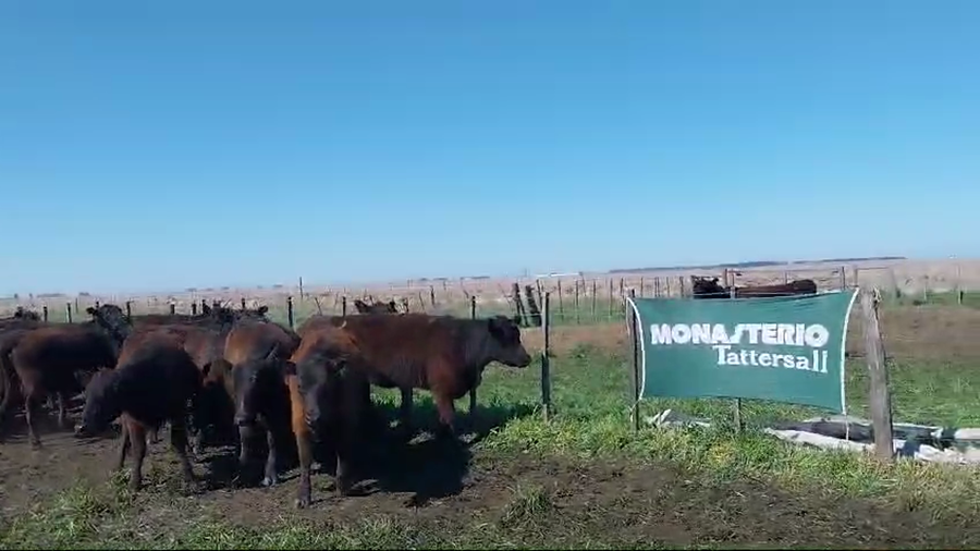 Lote 50 Vaquillonas en Arboledas