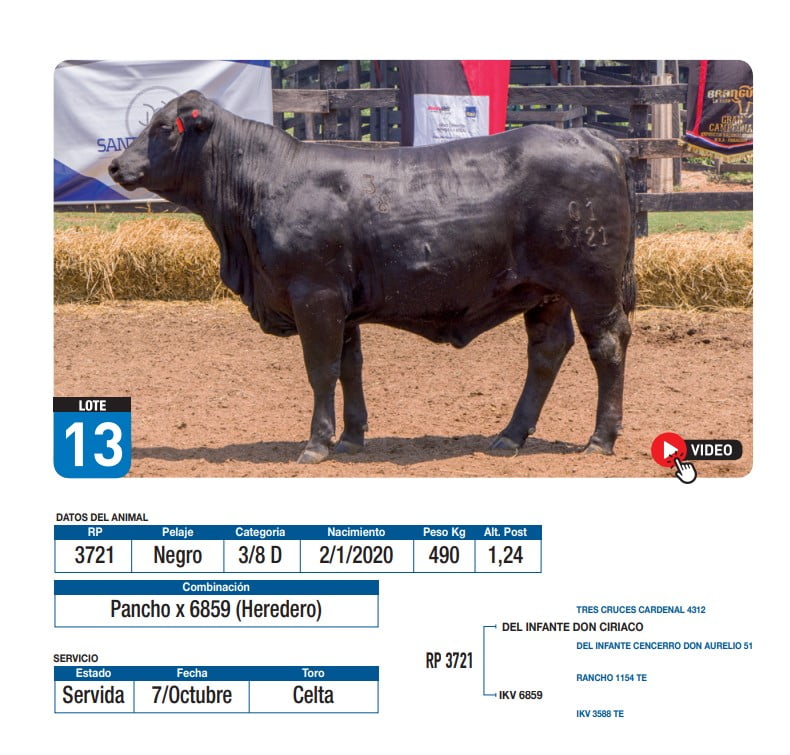 Lote Pancho x 6859 (Heredero)