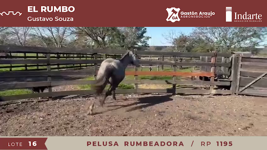 Lote PELUSA RUMBEADORA