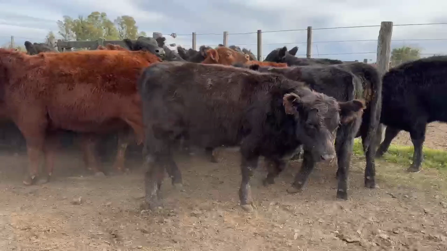 Lote 65 Terneros