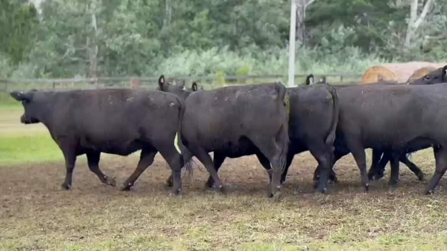 Lote 10 Vaquillonas preñadas