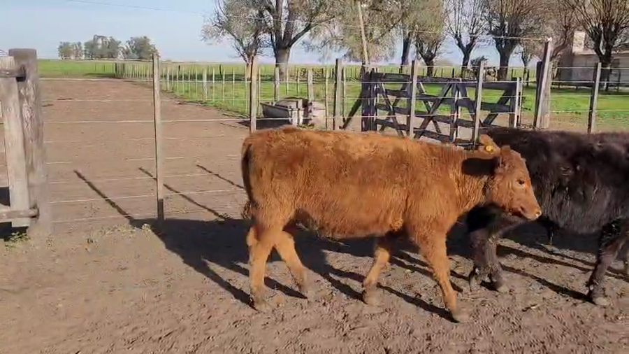 Lote 57 Terneras en Buenos Aires, Saladillo