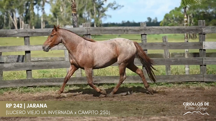 Lote JARANA