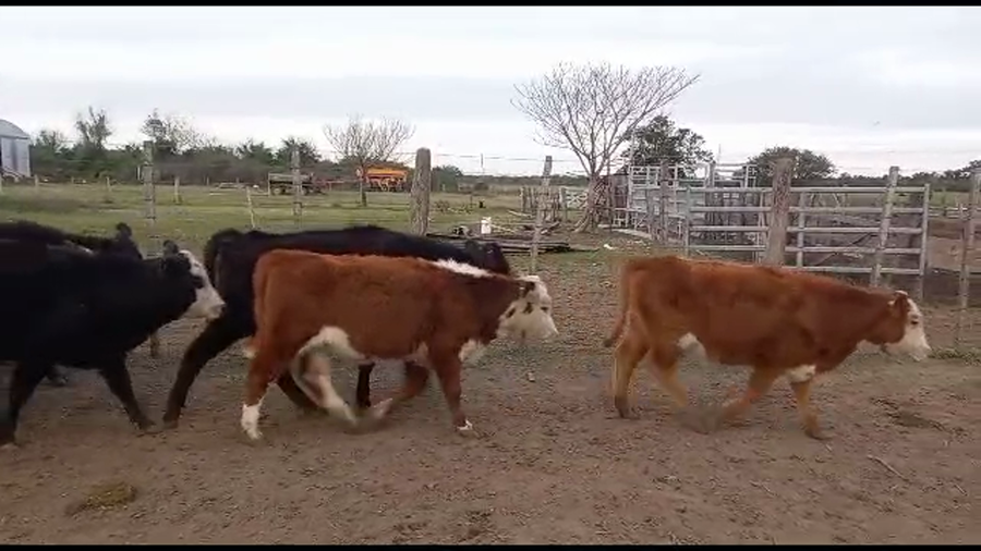 Lote 22 Terneros/as Mestizo en Gdor. Crespo, Santa Fe