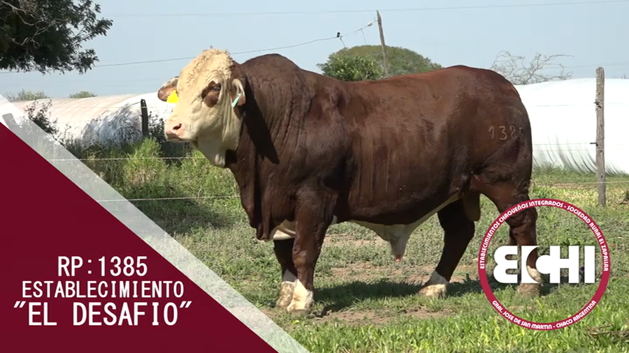 Lote TORO BRAFORD CABAÑA EL DESAFIO