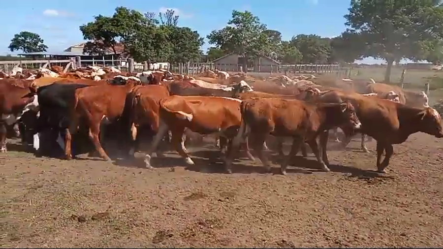 Lote 107 Terneros/as en Corrientes, Curuzú-Cuatiá