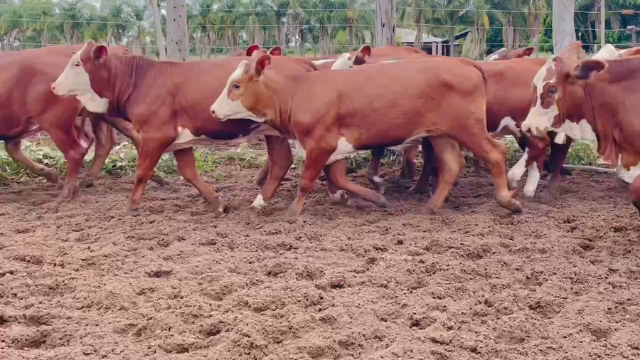 Lote 75 Terneras en Itatí, Corrientes