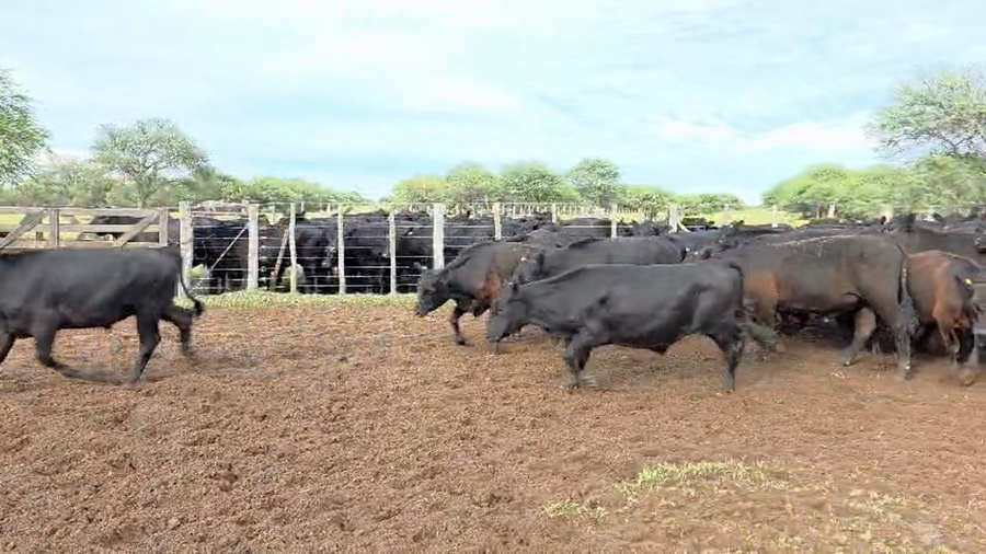 Lote 200 Novillitos en La Pampa, Victorica