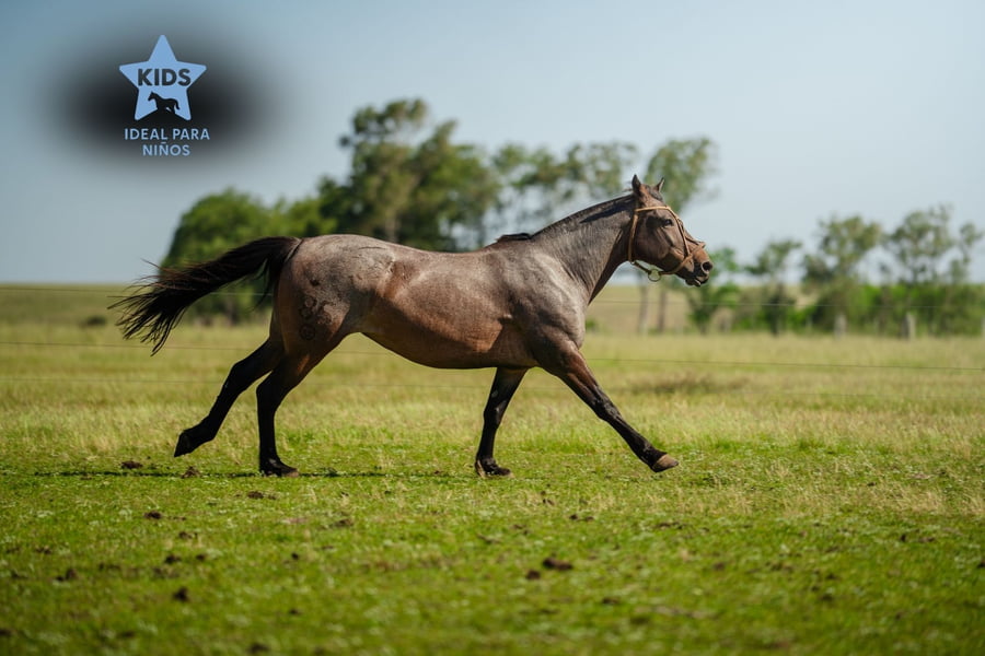 Lote AVISPA LOS CERROS