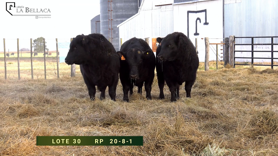 Lote TOROS PUROS CONTROLADOS