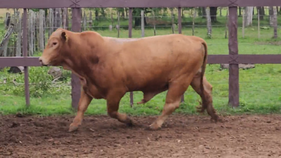 Lote Toros T. Brangus  Rojo a remate en Remate de Reproductores, Asunción