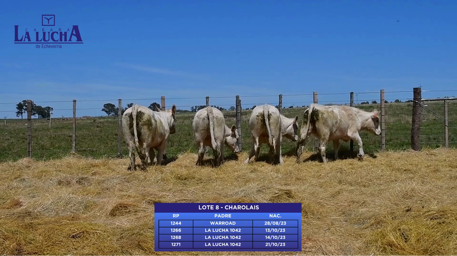 Lote CHAROLAIS