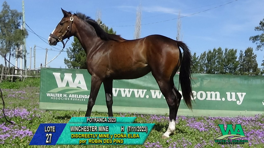 Lote WINCHESTER MINE