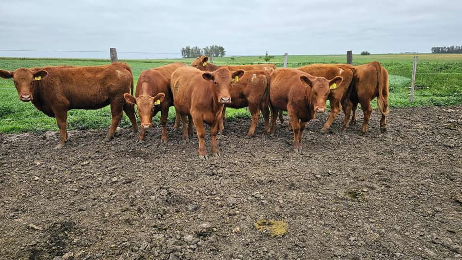 Lote 22 Vaquillonas P/ entorar en Concepción del Uruguay, Entre Ríos