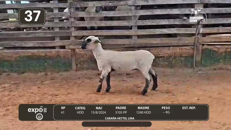 Lote LOTE 37 - CAMPO
