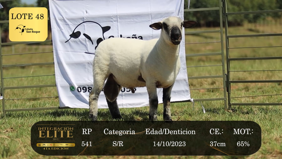 Lote LOTE 48