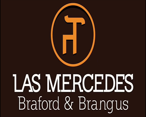 Lote TOROS BRAFORD "LAS MERCEDES"