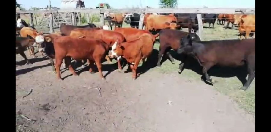 Lote 40 Terneros/as en Entre Ríos, Villaguay