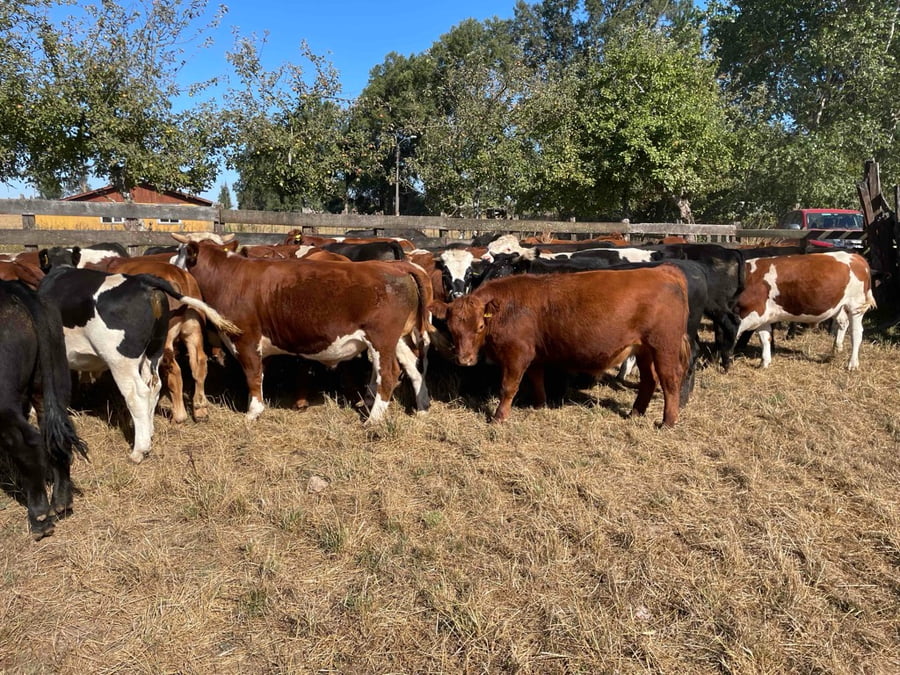 Lote 62 Novillo Engorda en Puerto Varas, X Región Los Lagos