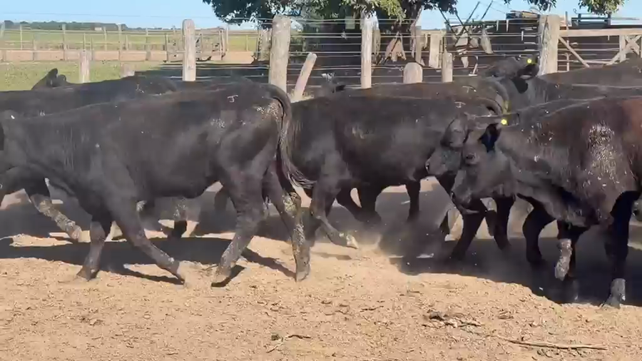 Lote 54 Vaquillonas